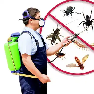 pest control Scanlon